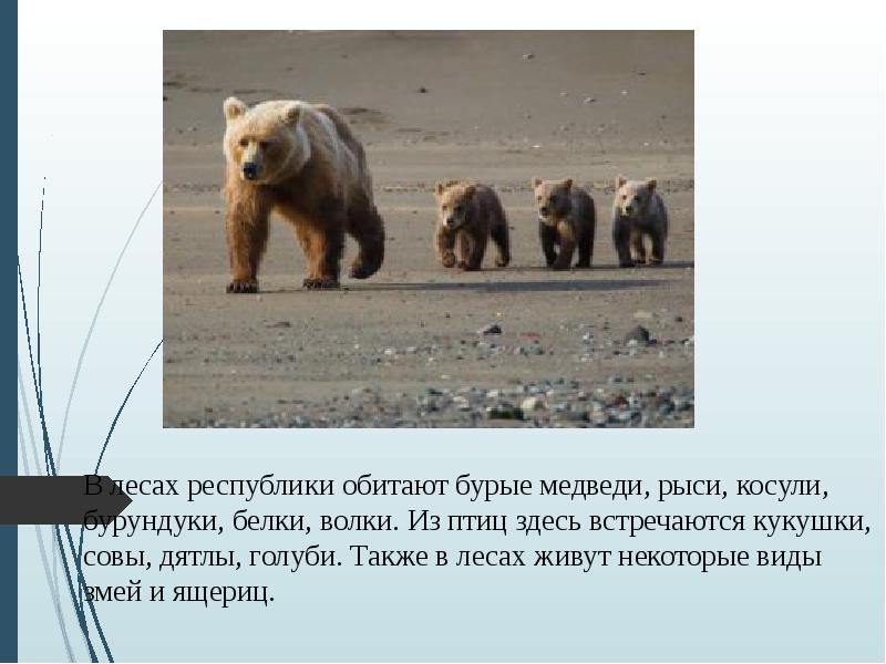 В какой природной зоне встречается медведь. Ареал обитания бурого медведя. На каком материке обитает медведь. Материки обитания бурого медведя. Медведь где обитает материк.