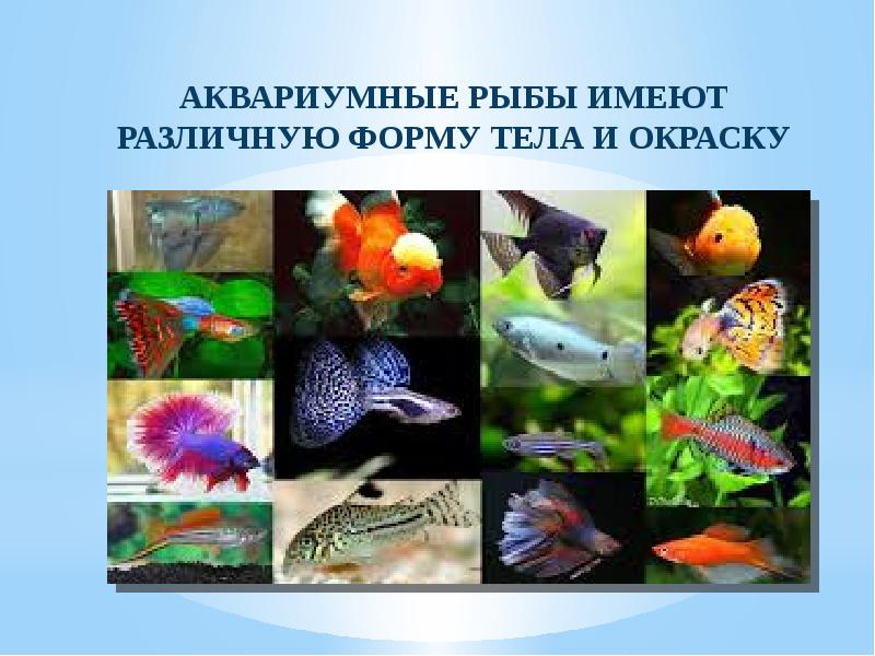 Проект аквариумные рыбки