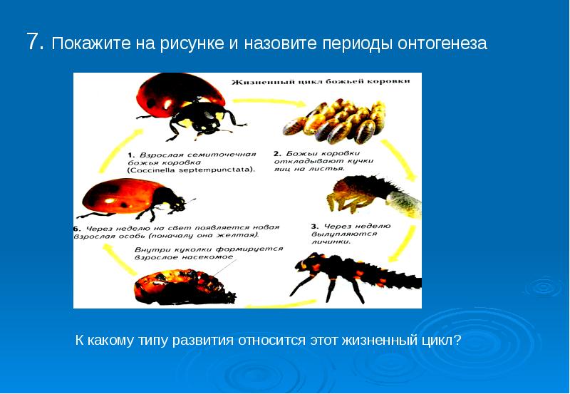 Типы онтогенеза презентация