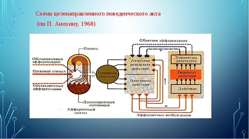 Схему поведенческого акта с позиций теории функциональных систем п к анохина