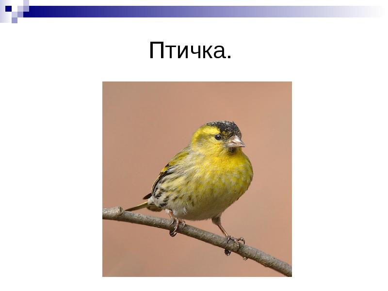 Толстой птичка презентация