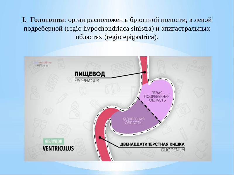 Голотопия. Желудок скелетотопия голотопия синтопия. Топография желудка голотопия. Голотопия органов брюшной полости. Голотопия желудка анатомия.