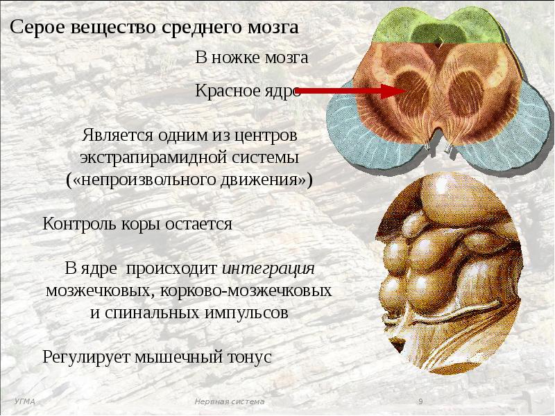 Вещество мозга. Средний мозг красное ядро черная субстанция. Черное вещество среднего мозга. Черное вещество среднего мозга функции. Красное ядро на разрезе среднего мозга.