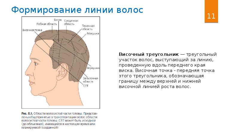 Презентация волосы человека