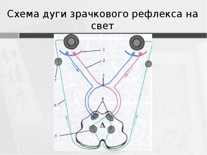 Зрачковый рефлекс схема физиология