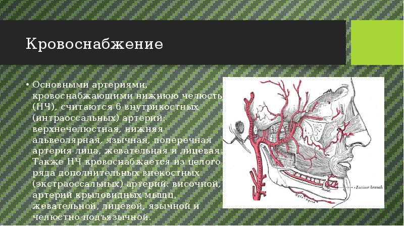 Иннервация верхней челюсти рисунок