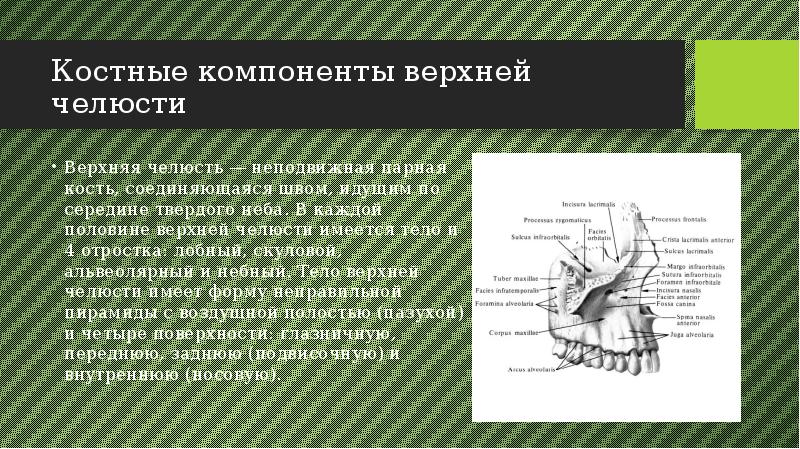 Анатомия верхней челюсти презентация