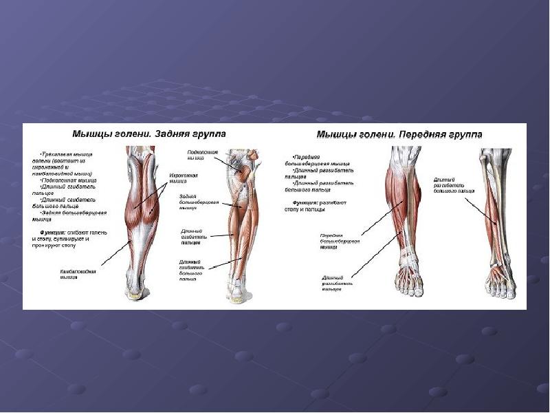 Мышцы ног фото и описание