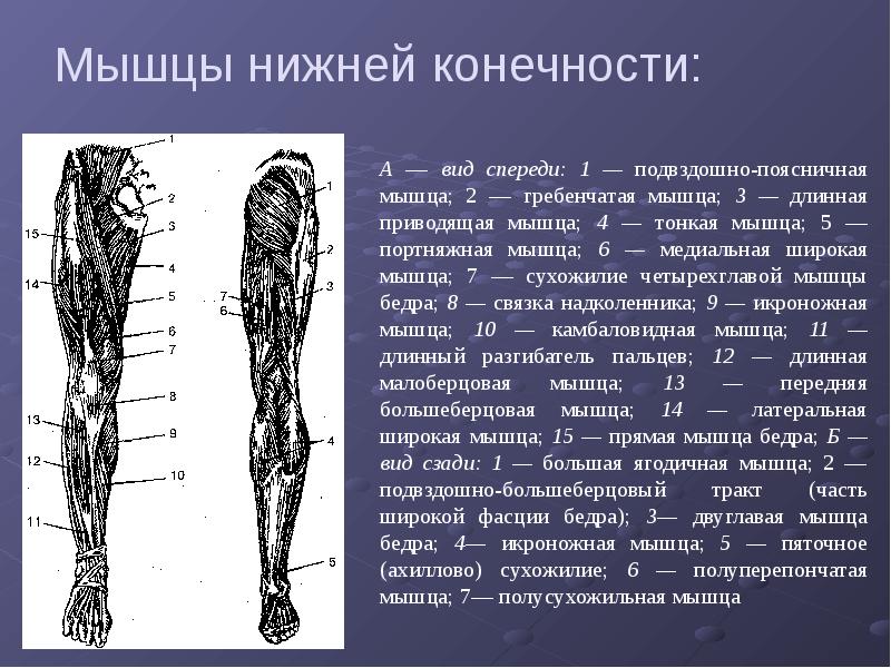 Мышцы ног человека картинки с подписями