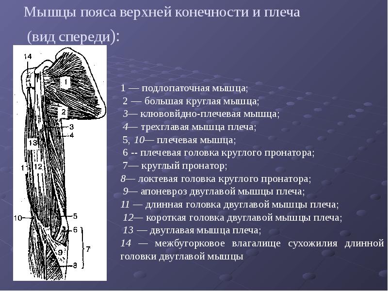 Мышцы плечевого пояса. Мышцы плечевого пояса анатомия вид сбоку. Мышцы плечевого пояса анатомия вид спереди. Мышцы пояса верхней конечности и плеча вид спереди. Пояс верхних конечностей человека мышцы.