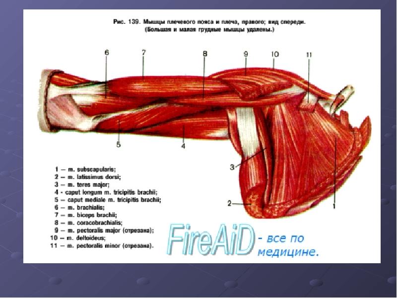 Под мышцы. Мышцы плечевого пояса и руки. Анатомия плеча мышцы связки сухожилия. Анатомия мышц руки и плеча. Мышцы плеча анатомия медунивер.
