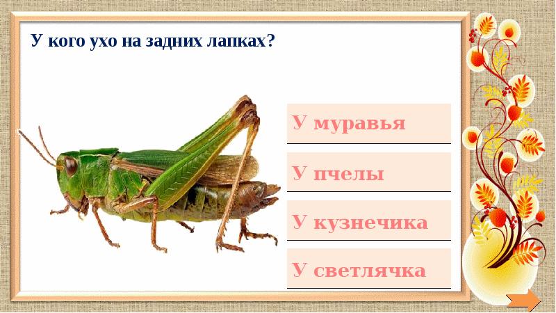 насекомые саранча размножение. у какого насекомого уши на лапах?. у кого уши на ногах. у какого насекомого уши на ногах. у какого насекомого на ножках ушки.