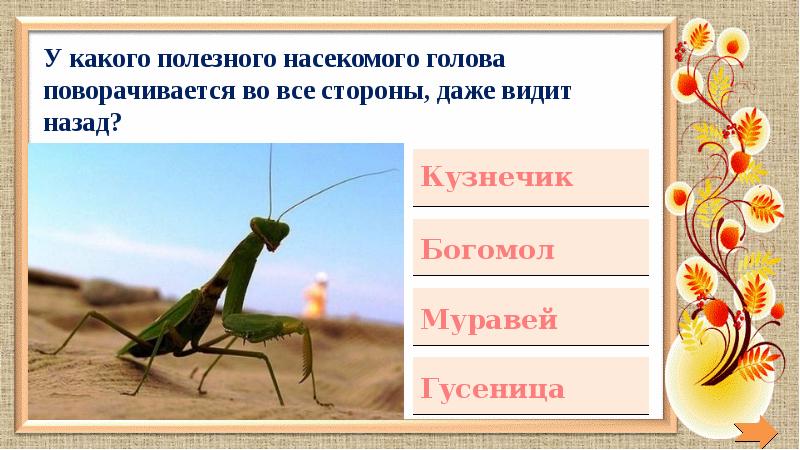 Звуки насекомых презентация