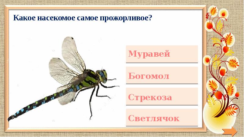 Нарисуй и напиши названия разных насекомых объясни что общего у всех насекомых