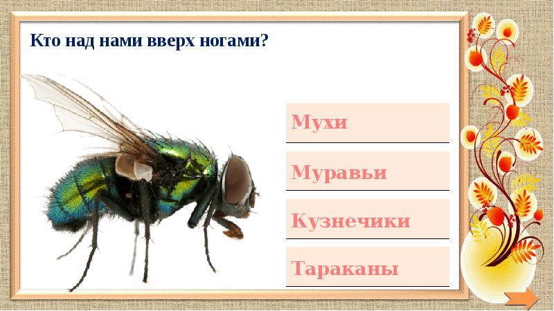 что над нами вверх ногами. кто над нами вверх ногами модель. кто над нами. что над нами вверх ногами. кто летает над нами вверх ногами.