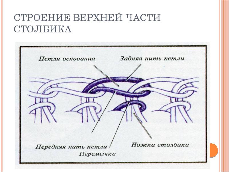 Столбик это в биологии