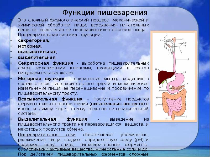 Пищеварительная система функции. Роль пищеварения в организме. Всасывательная функция пищеварительной системы. Секреторная функция пищеварительной системы. Система пищеварения и выделения.