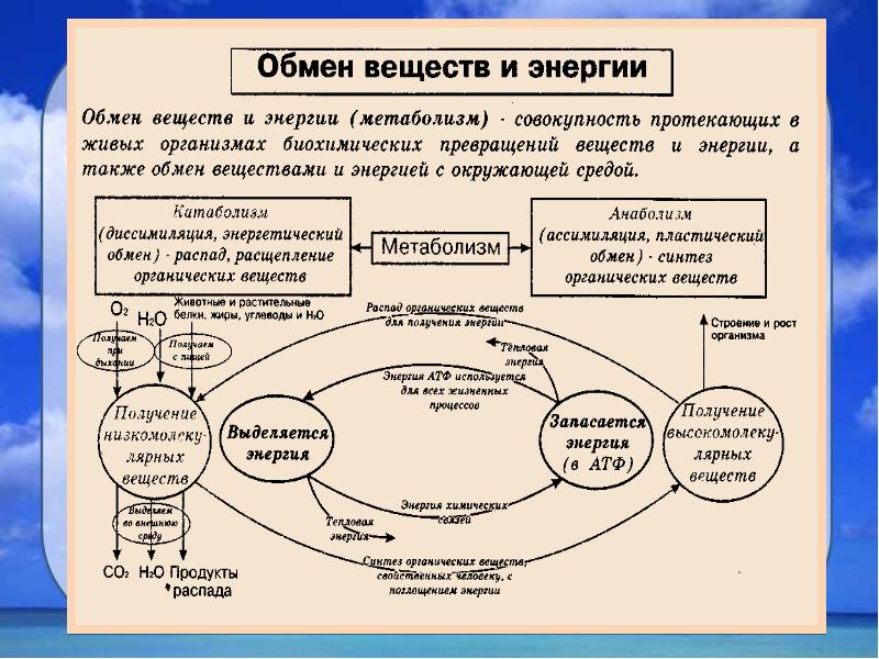 Схема метаболизма человека