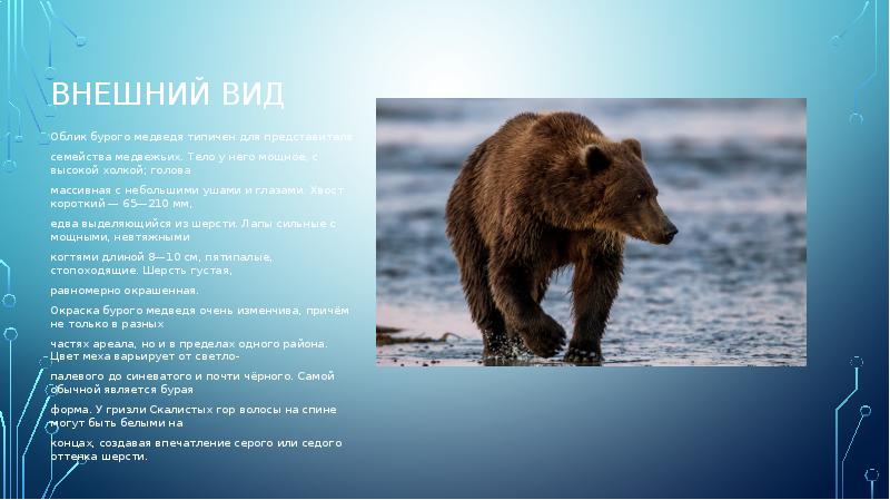 Камчатский бурый медведь описание картины 5 класс. Внешний облик бурого медведя. Форма тела бурого медведя. Бурый медведь презентация. Бурый медведь тело.