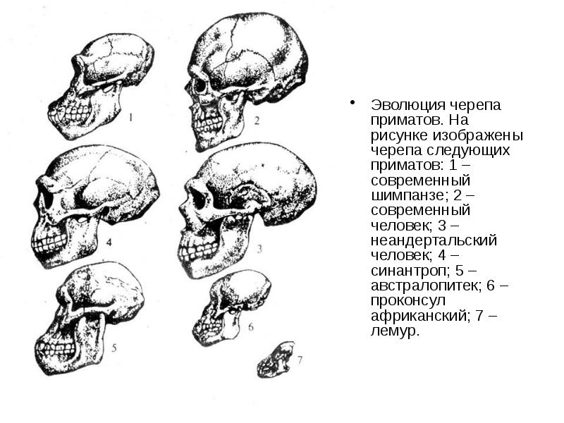 Человек прямоходящий череп рисунок