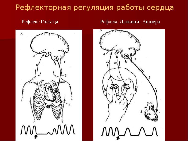 Рефлекс гольца физиология схема