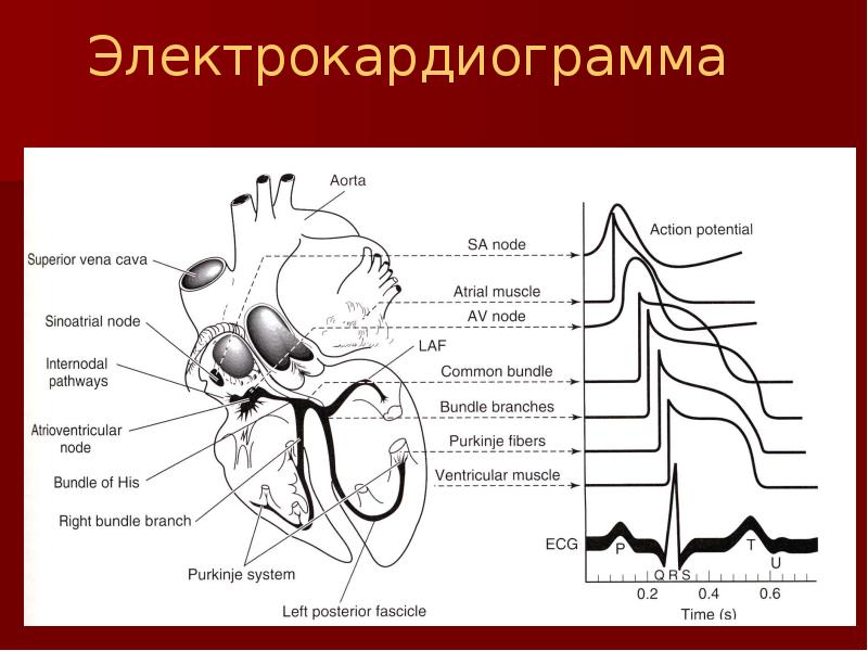 Физиология сердца презентация