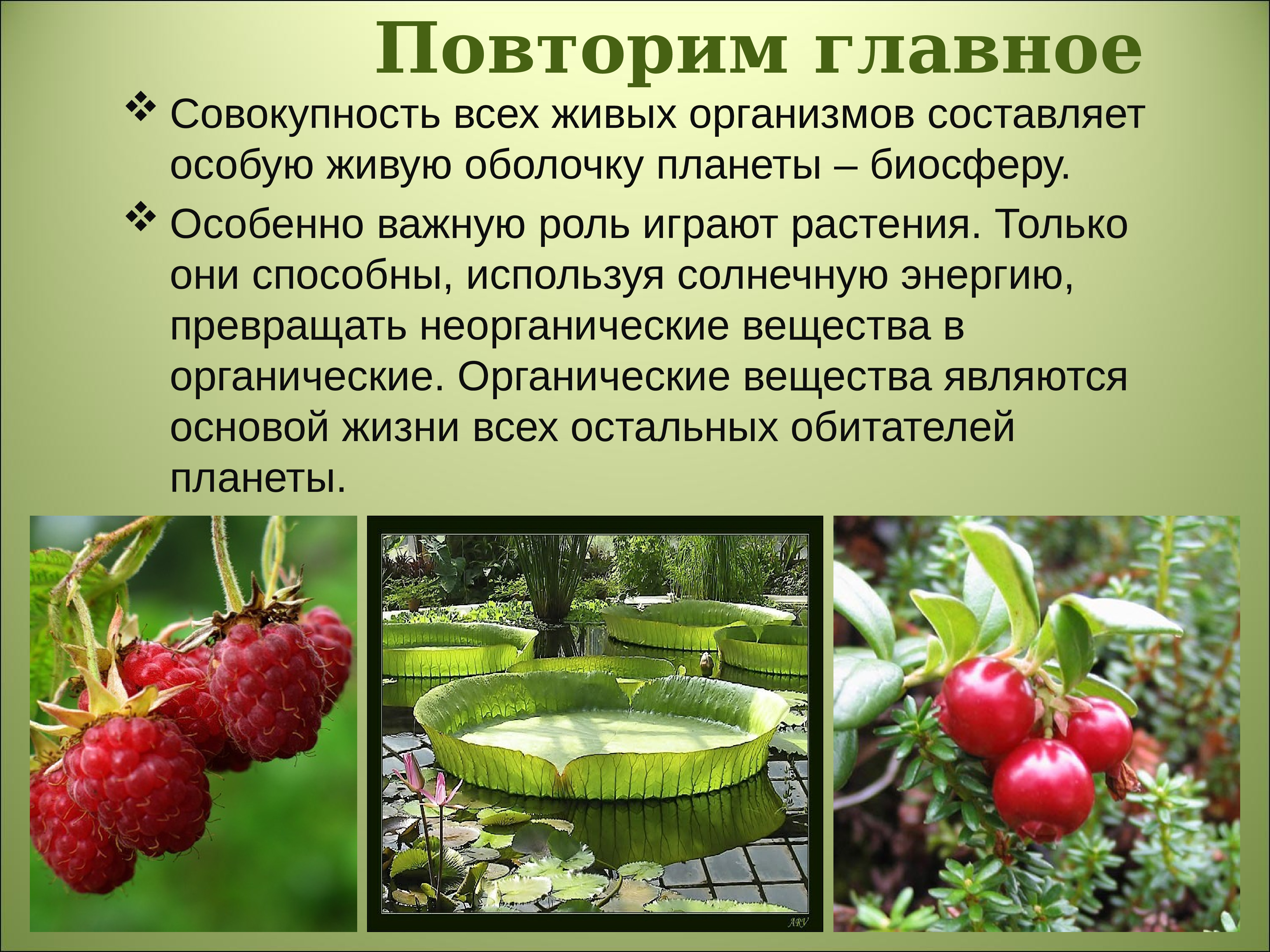 Польза живых организмов. Растения в нашей жизни. Роль растений в природе. Растительность Биосфера. Роль растений в жизни живых организмов.