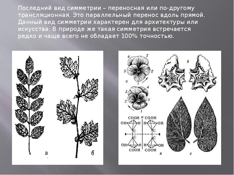 Скользящая симметрия рисунки