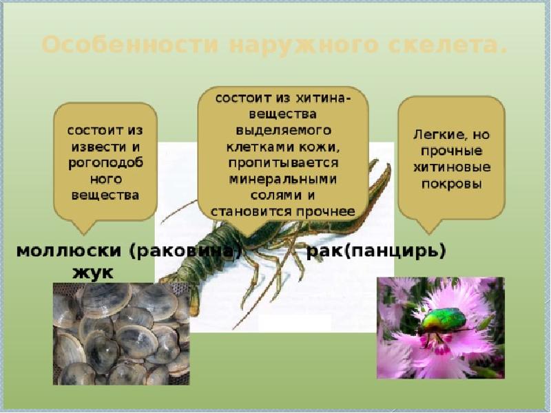 Раковина состоит из рогоподобного вещества. Наружный скелет состоящий из хитина. Хитиновый скелет. Наружный скелет моллюска состоит из хитина. Скелет моллюсков состоит скелет.