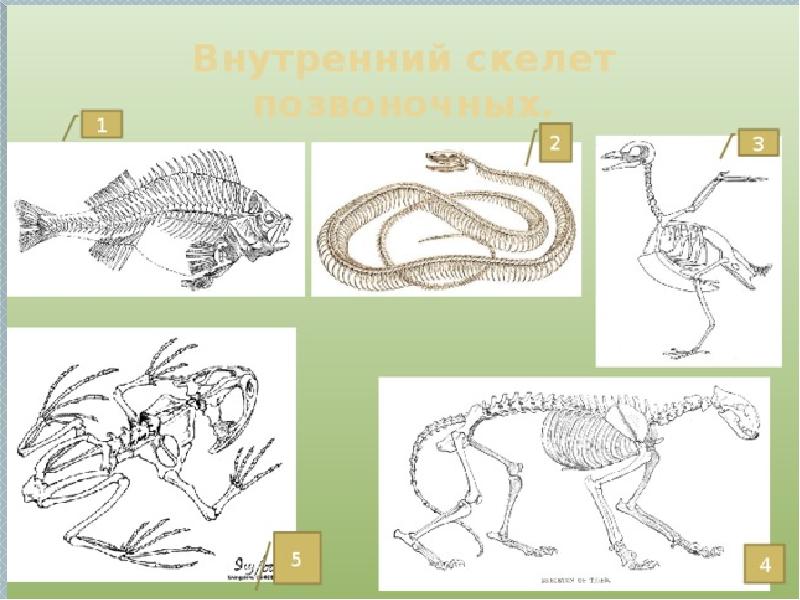 Скелет опора организма