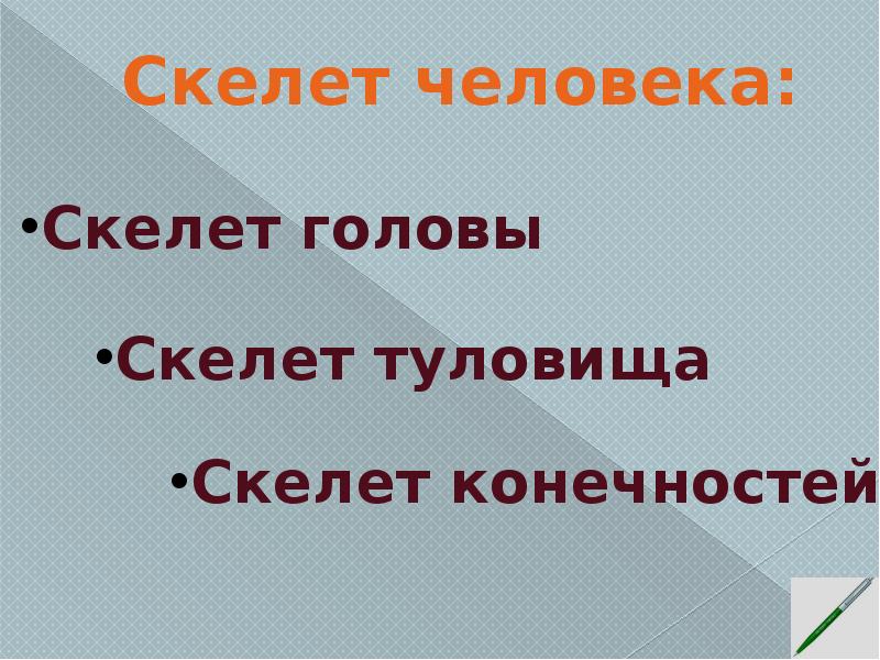 Опора тела организмов 10 класс презентация