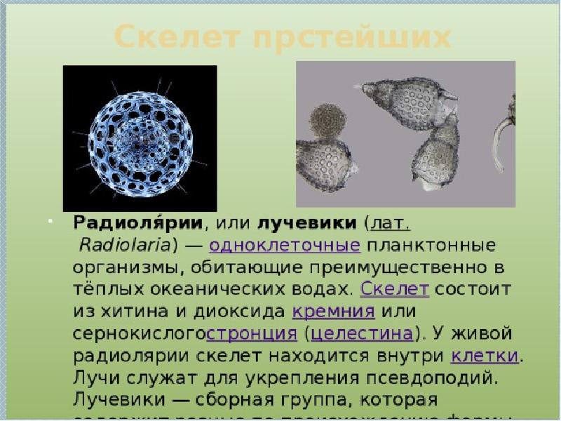 Опора тела организмов 10 класс презентация