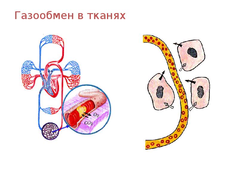 Тест дыхание организмов