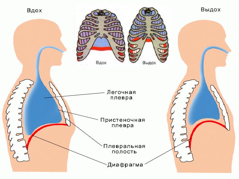 Механизм вдоха и выдоха презентация