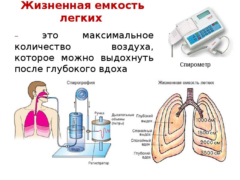 Тест дыхание организмов