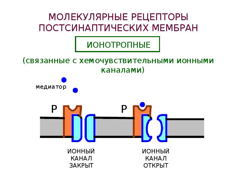 Вещество рецепторы. Рецепторы постсинаптической мембраны. Рецепторы ионных каналов. Хемочувствительные ионные каналы. Рецепторы связанные с каналами.