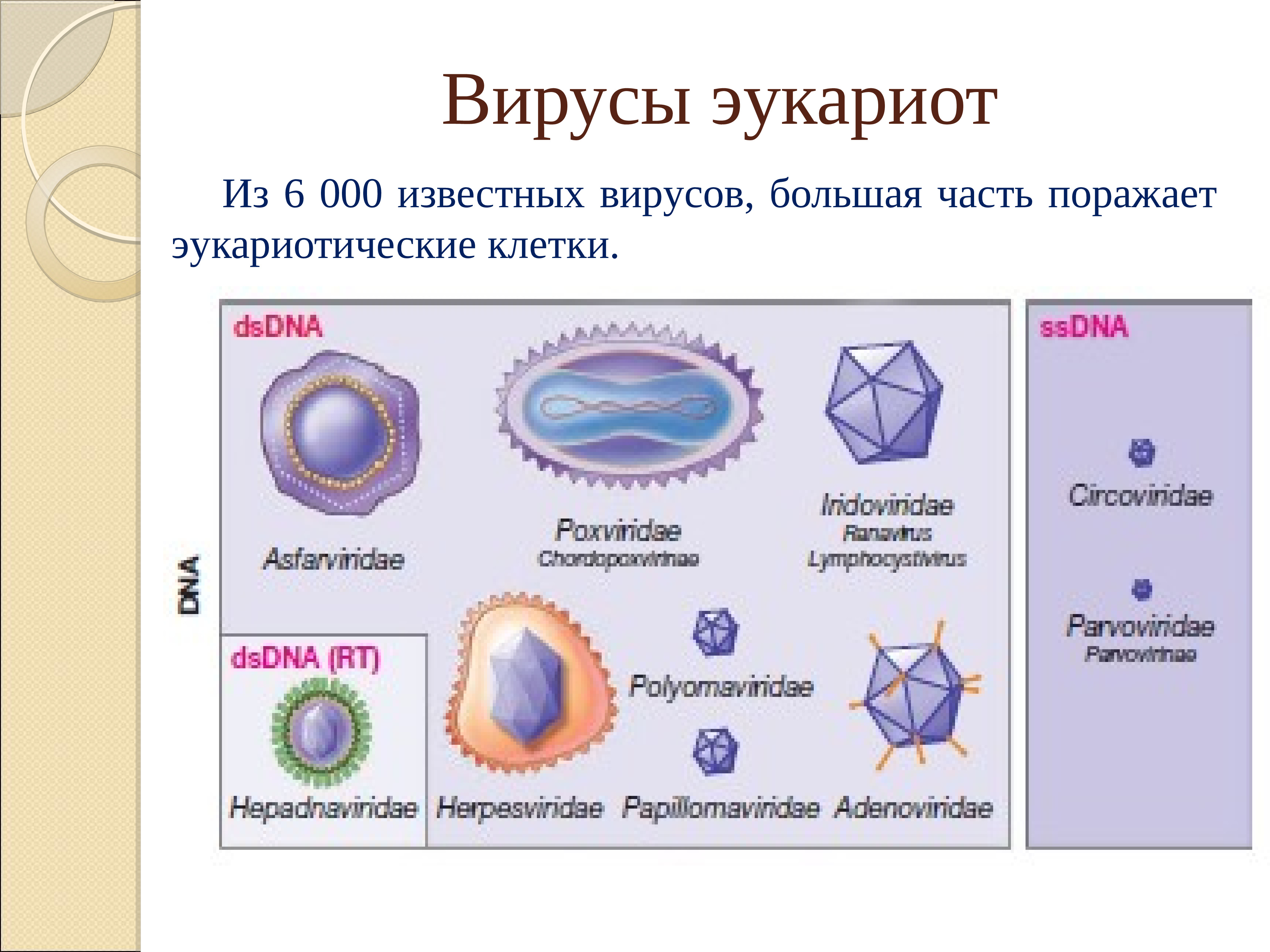 Вирус является формой жизни. Вирусы эукариоты. Прокариоты эукариоты вирусы. К эукариотам относятся вирусы. Вирусы эукариот или прокариот.