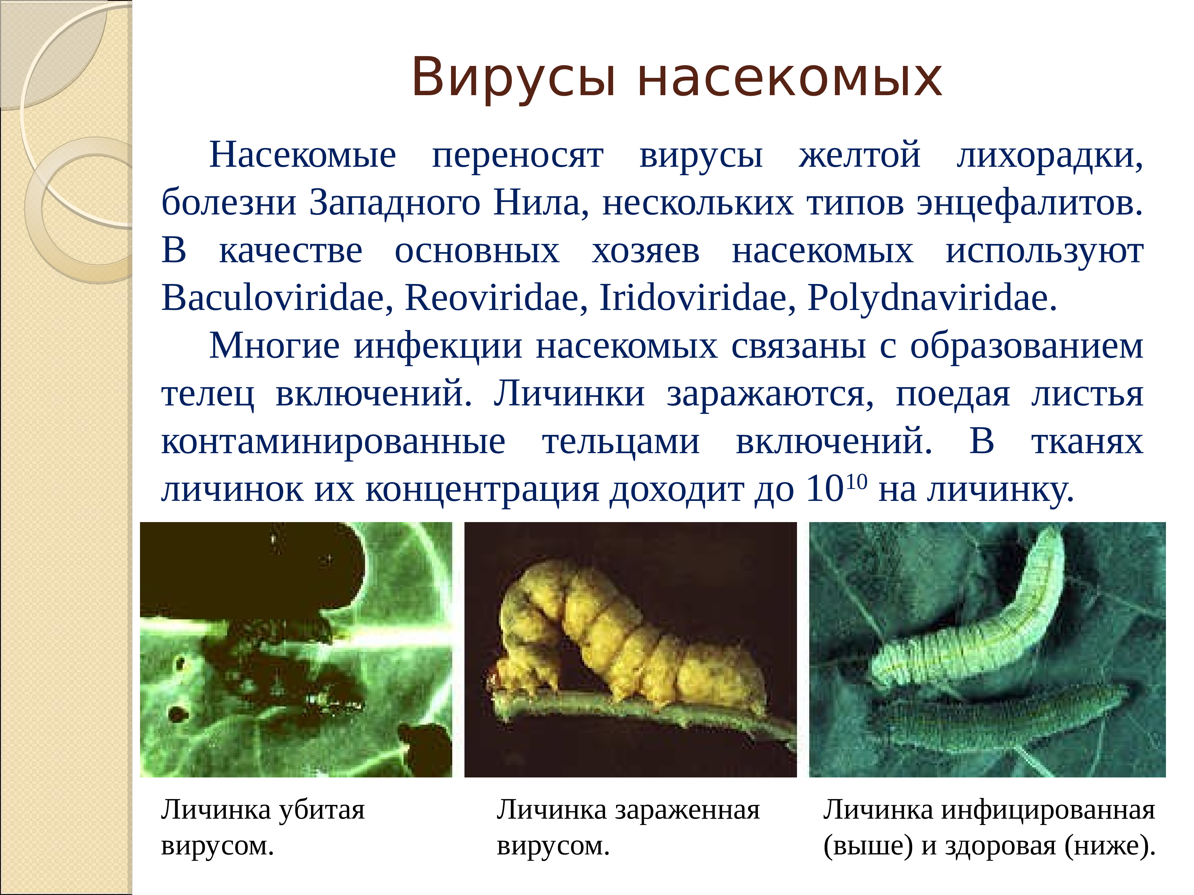 Заболевания вызванные насекомыми. Заболевания вызываемые насекомыми. Вирусы насекомых примеры. Вирусы переносимые насекомыми.