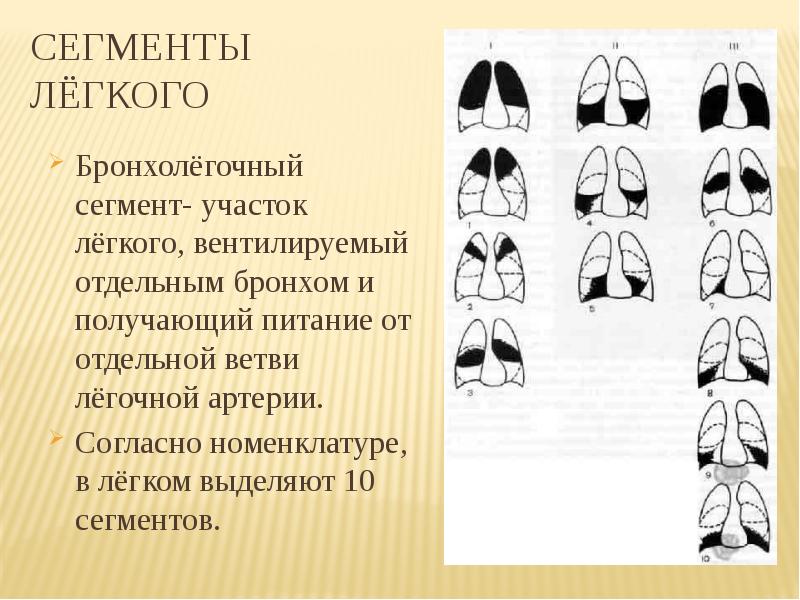 Бронхолегочные сегменты схема