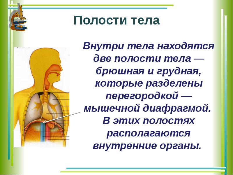 Полость располагаться. Полости тела человека. Полости туловища. Внутренняя полость тела. Мышечная перегородка которая разделяет грудную и брюшную полость.