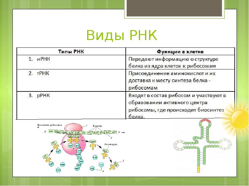 Биосинтез белка технологическая карта