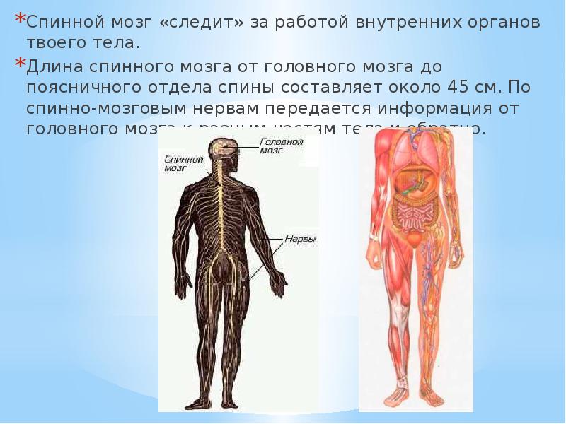 Мозг человека презентация