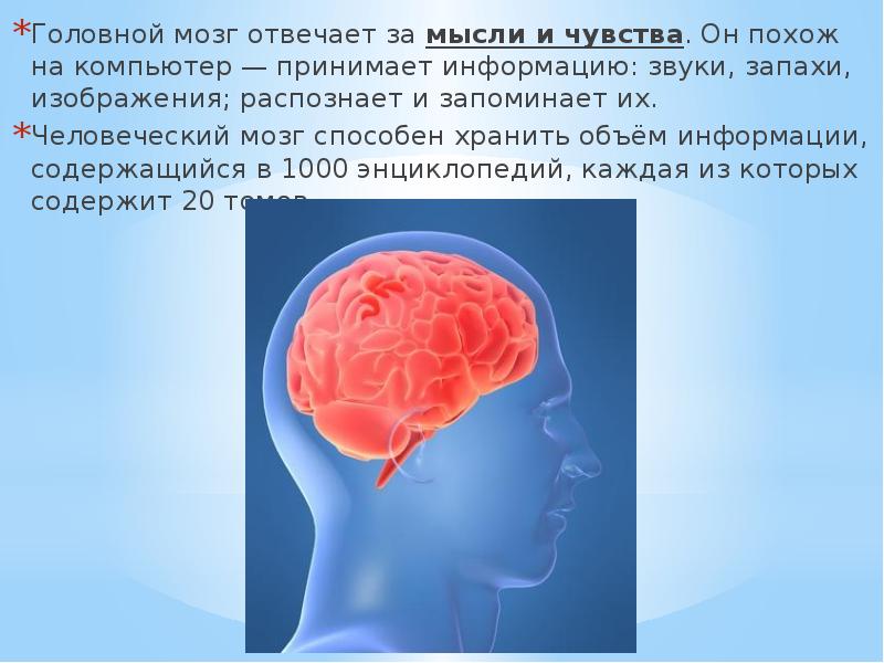 Окружающим мозги. Мозг для презентации. Мозги для презентации. Мозг и информация. Презентация по мозгу.