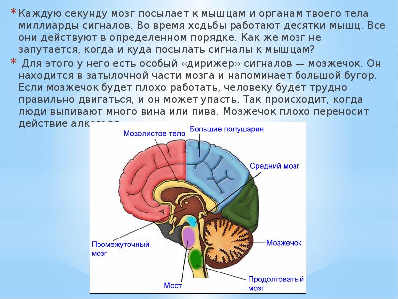 Презентация про мозг человека