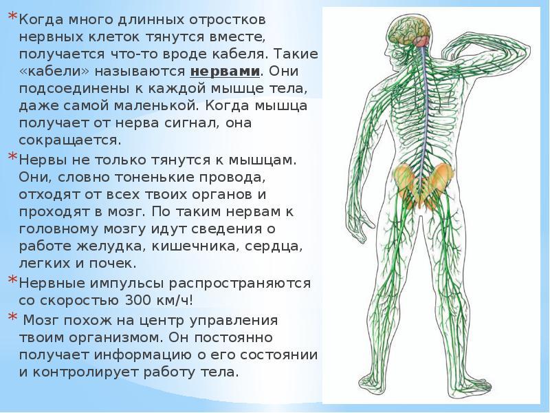 Длинные нервные отростки называются. Длинный отросток нервной системы называется. Как называют нервного человека. Проблема с нервами как называется.