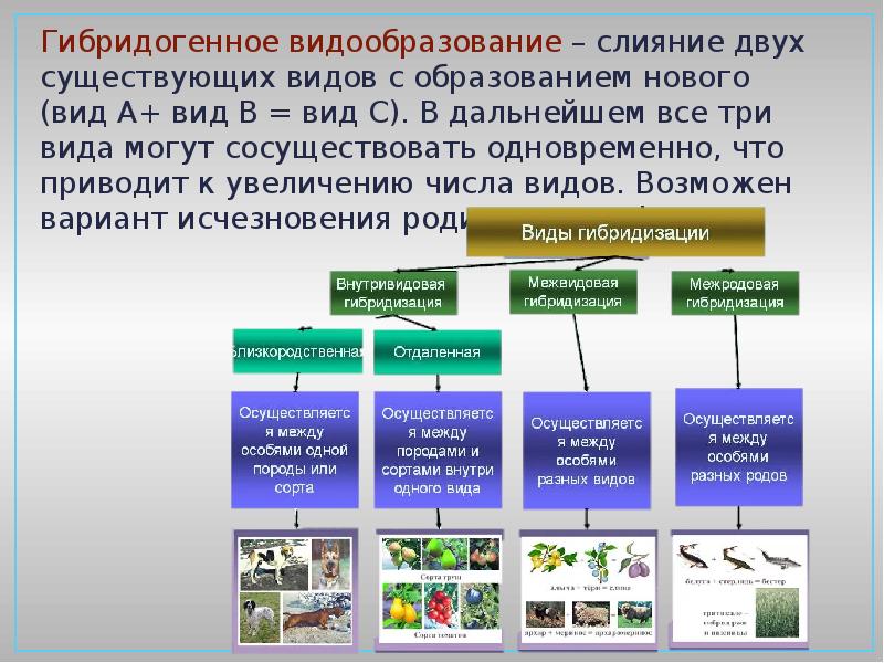 Образование новых видов. Гибридогенное видообразование. Гибридогенное видообразование примеры. Гибридогенное видообразование у растений. Гибридизация гибридогенное видообразование.