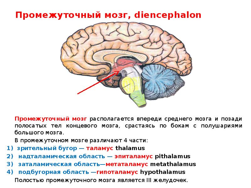 4 Отдела промежуточного мозга. Промежуточный мозг строение.