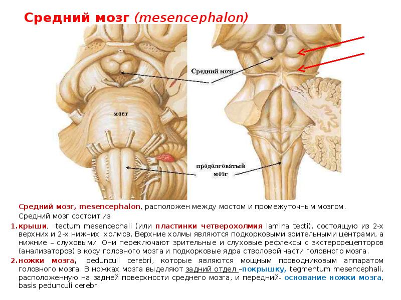 Крыша среднего мозга