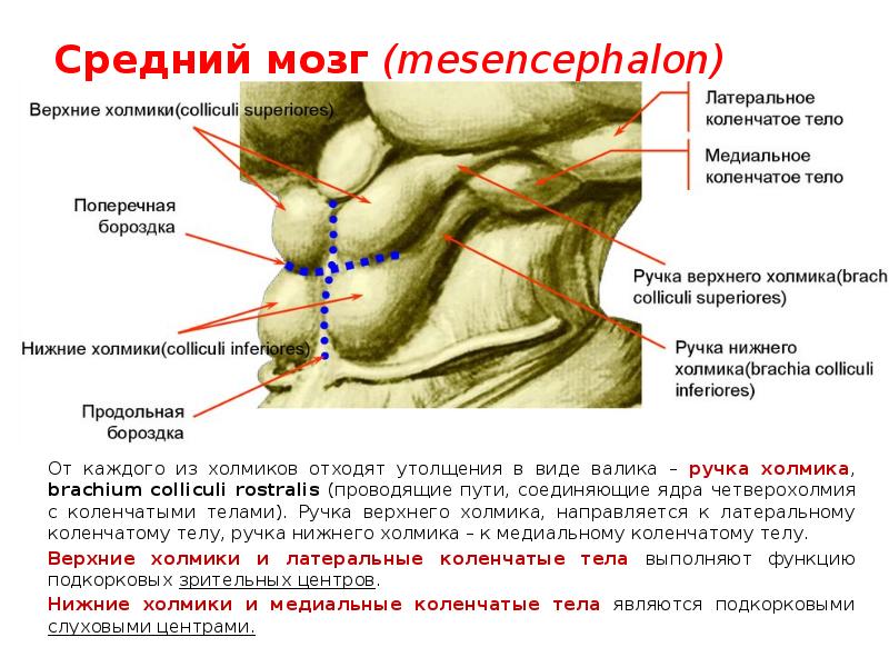 Средний&nbsp;мозг&nbsp;(mesencephalon) 	От каждого из холмиков отходят утолщения в виде валика –