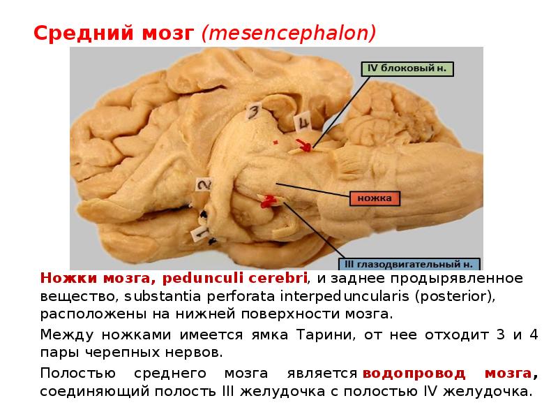 Мозжечок презентация анатомия